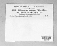 Coleosporium ipomoeae image